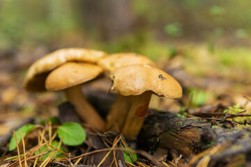 Red mushrooms grow in fallen leaves.