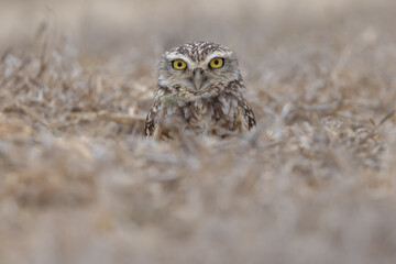 Kaninchenkauz (Burrowing owl)
Ecuador