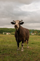 Photography on theme beautiful big milk cow grazes