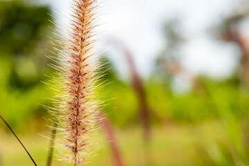 Grass flowers in the meadow green blur background