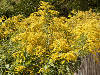 Canada goldenrods or Solidago canadensis. Close up on Branching clusters of numerous small,...