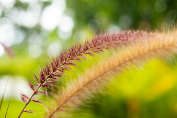 Grass flowers in the meadow green blur background
