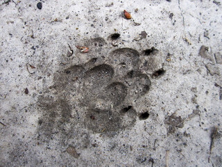 Photography to theme big footprint animal dog close up