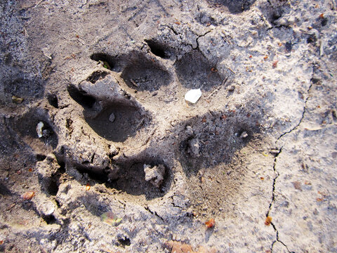 Photography to theme big footprint animal dog close up