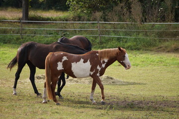 Pferd