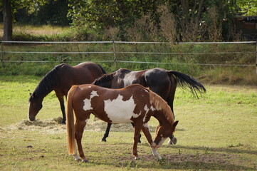 Fototapeta premium Pferd