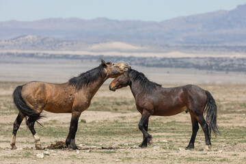 Wild Horse Stallions Fighting in the Utah Desert