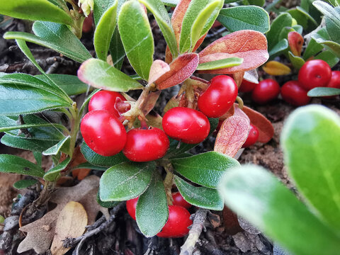 Plant with medicinal properties. Leaves and ripe berries of bearberry , Arctostaphylos uva-ursi 