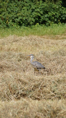 Obraz na płótnie Canvas the heron on the mowed grass
