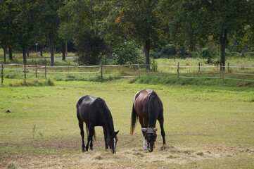 Pferd