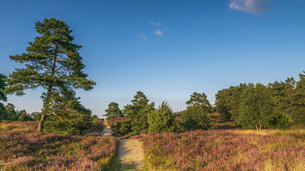 Schwindebecker Heide