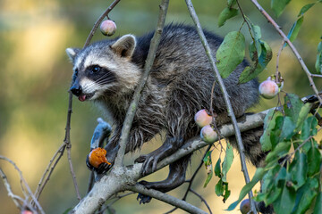 Raccoon in a tree branch