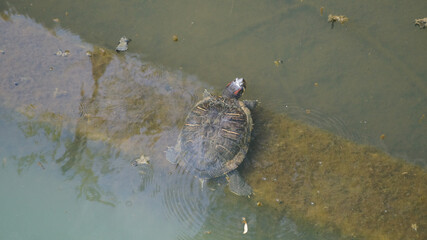 the turtle swims in the urban pond