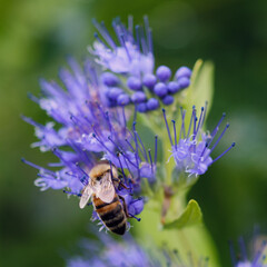 Bee pollinating flower