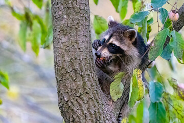 Raccoon in a tree branch