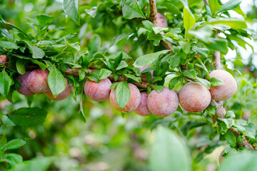Ripe pluot on the tree