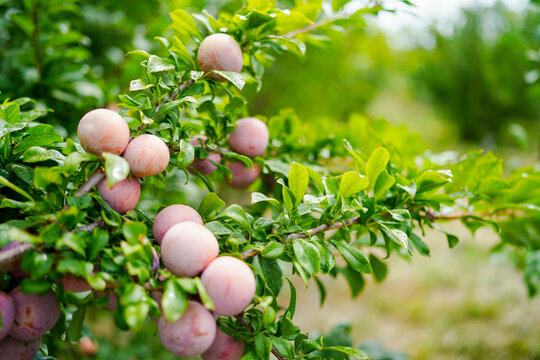 Ripe pluot on the tree