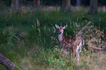 1 young fallow deer fawn (Dama dama, Damwild) standing among tall grasses in the woods. Spotted...