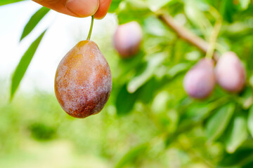 Ripe plums on the branches of the orchard, Prunus domestica