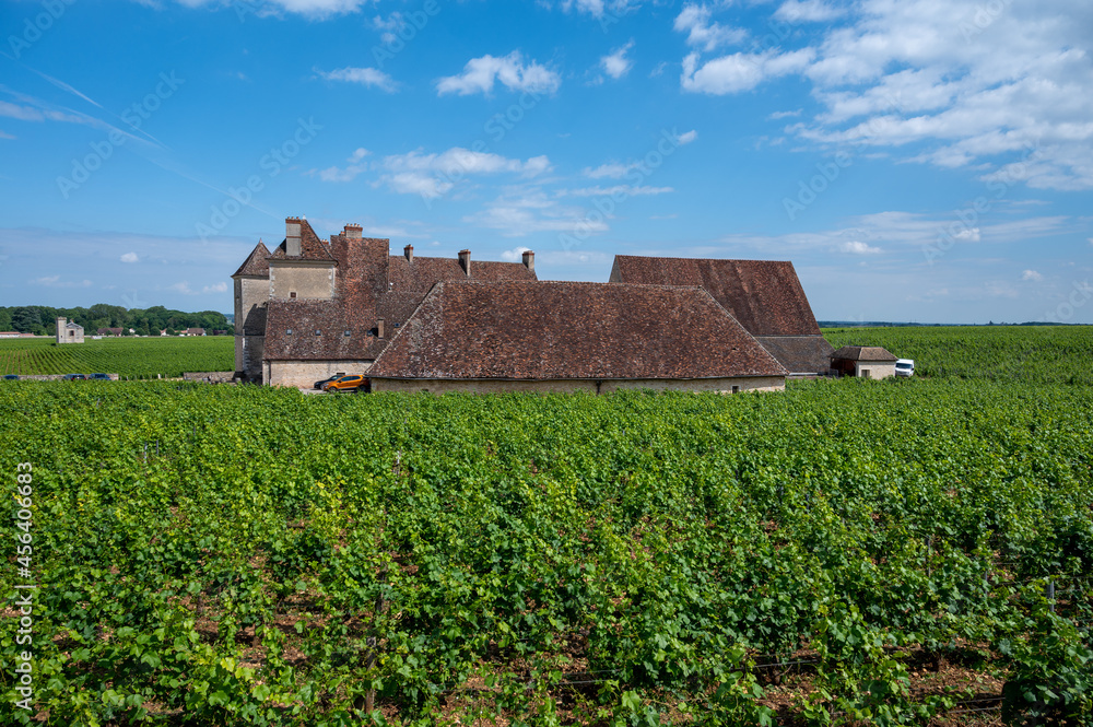 Wall mural Green grand cru and premier cru vineyards with rows of pinot noir grapes plants in Cote de nuits, making of famous red Burgundy wine in Burgundy region of eastern France.