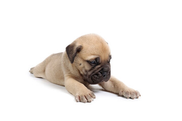 very young puppy bullmastiff isolated on white 