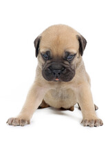 very young puppy bullmastiff isolated on white 