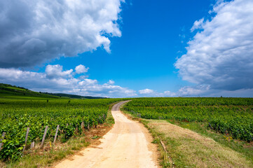 Green grand cru and premier cru vineyards with rows of pinot noir grapes plants in Cote de nuits, making of famous red Burgundy wine in Burgundy region of eastern France.