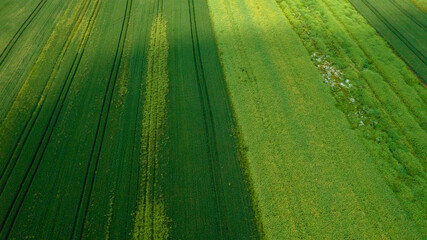 Drone photo of the bright green wheat field separated by the road. There is a tree by the road. aerial view. beautiful minimalist wallpaper