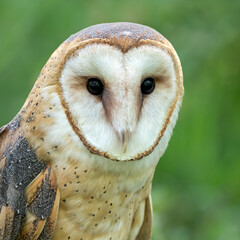 Barn owl (Tyto alba) 