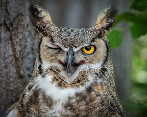 Great horned owl winking.