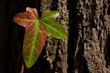 Leaf on a tree cluseup macro in forest