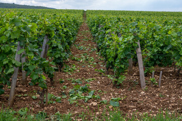 Green grand cru and premier cru vineyards with rows of pinot noir grapes plants in Cote de nuits,...