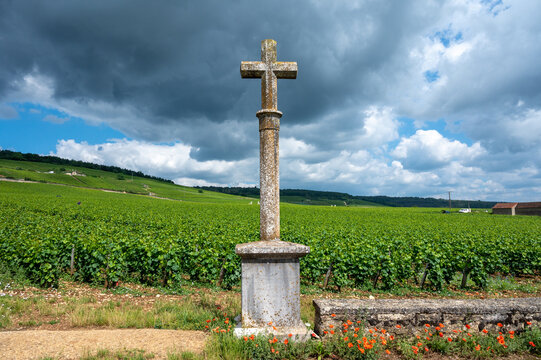 Aerian view on walled green grand cru and premier cru vineyards with rows of pinot noir grapes plants in Cote de nuits, making of famous red Burgundy wine in Burgundy region of eastern France.