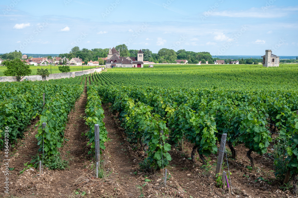 Wall mural Green walled grand cru and premier cru vineyards with rows of pinot noir grapes plants in Cote de nuits, making of famous red Burgundy wine in Burgundy region of eastern France.