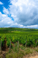 Green grand cru and premier cru vineyards with rows of pinot noir grapes plants in Cote de nuits, making of famous red Burgundy wine in Burgundy region of eastern France.