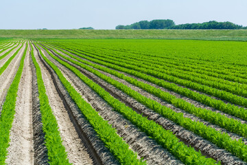 Fototapeta na wymiar Agriculture in Netherlads, farm sandy fields with growing carrot vegetables