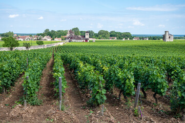 Fototapeta na wymiar Green walled grand cru and premier cru vineyards with rows of pinot noir grapes plants in Cote de nuits, making of famous red Burgundy wine in Burgundy region of eastern France.