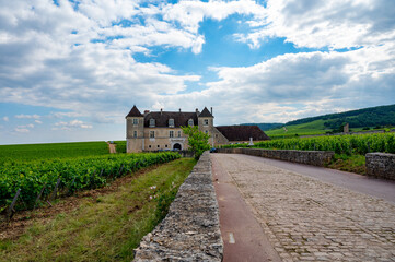 Green walled grand cru and premier cru vineyards with rows of pinot noir grapes plants in Cote de nuits, making of famous red Burgundy wine in Burgundy region of eastern France.