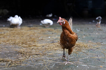 The Rhode Island red hen is stay and relax in asia farm garden