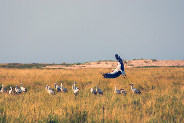 Storks on the North Sea in North Frisia Germany