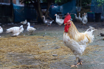 White Betong Chickken is stay in asia farm garden after rainny day