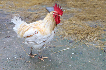 White Betong Chickken is stay in asia farm garden after rainny day