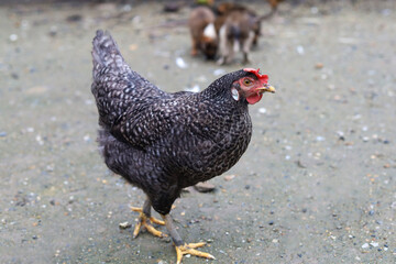 The black hen is stay and releax on floor in garden