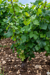 Green grand cru and premier cru vineyards with rows of pinot noir grapes plants in Cote de nuits, making of famous red Burgundy wine in Burgundy region of eastern France.
