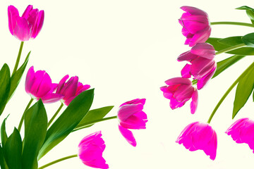 spring colorful flowers tulips. floral collection.