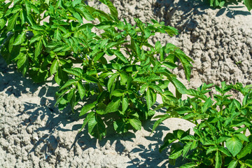 Agriculture in Netherlads, farm sandy fields in Zealand with growing potato vegetables