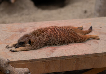 A meerkat sleeping on a plank under heat lamp