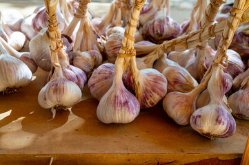 Bunches of young violet organic garlic on market in Provence, France
