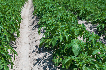 Agriculture in Netherlads, farm sandy fields in Zealand with growing potato vegetables
