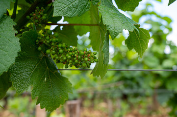 Young green grapes on grand cru and premier cru vineyards with rows of pinot noir grapes plants in...